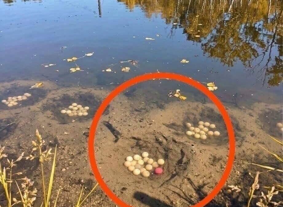 There is an artificial lake in our village. While walking past it, I noticed these strange crater-like holes in the…