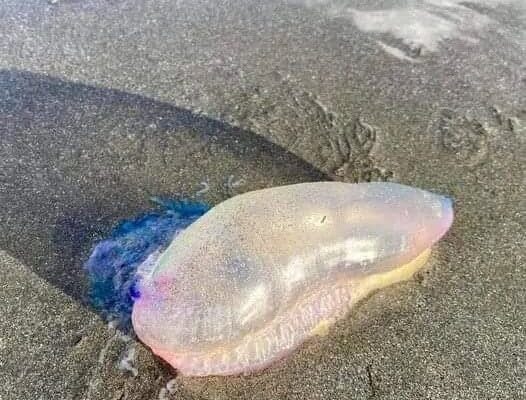 Beware of the Portuguese Man-of-War Washed Ashore