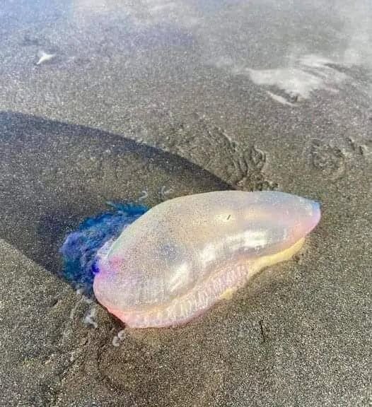 Beware of the Portuguese Man-of-War Washed Ashore